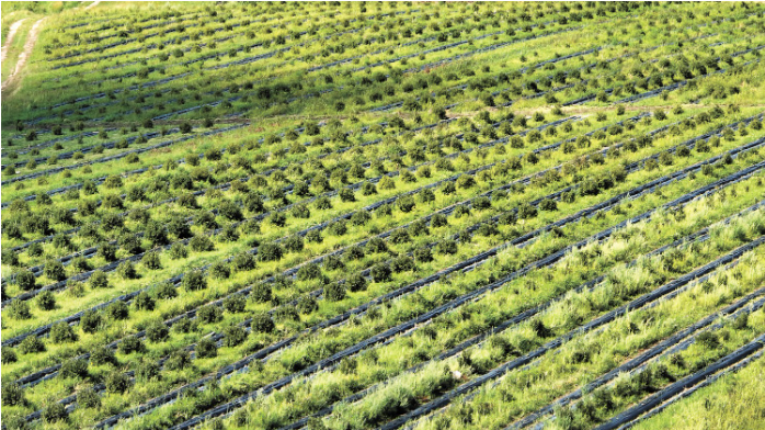 蓝靛果栽植基地.png