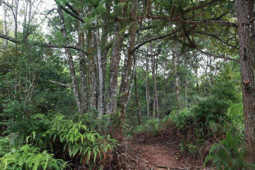 森林步道.jpg 森林步道.jpg