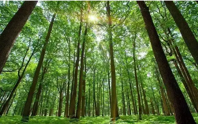 储备林.png 储备林.png