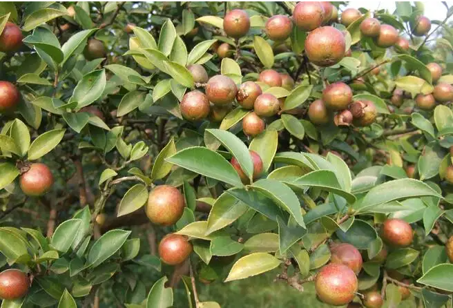 油茶的2.png