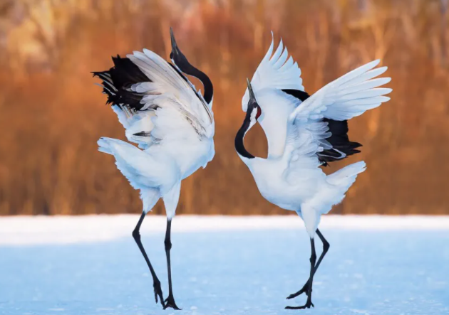 丹顶鹤的4.png 丹顶鹤的4.png