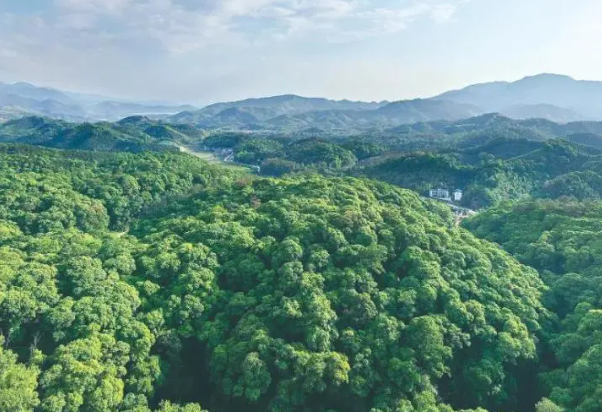 森林碳汇市场.png 森林碳汇市场.png