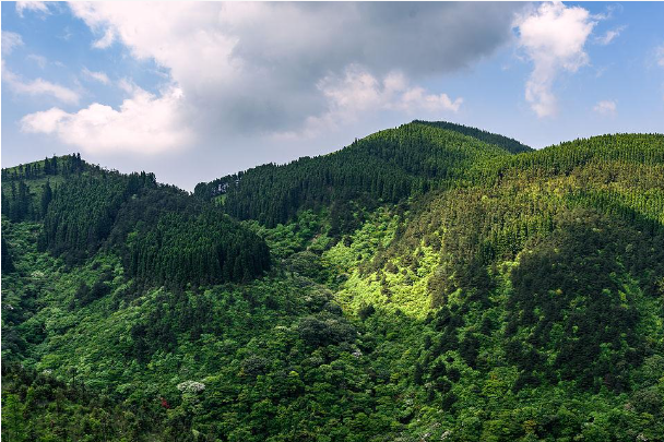 山区林区的1.png