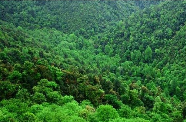 天然林.png 天然林.png