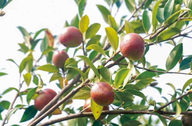 油茶的22.png 油茶的22.png