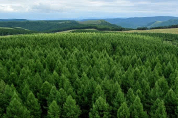 龙江“三北”工程.png 龙江“三北”工程.png