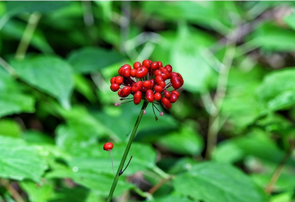 人参的.png 人参的.png