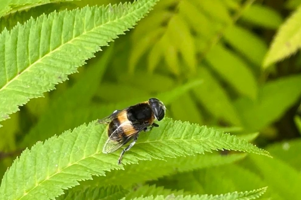 生物多样性的3.png 生物多样性的3.png