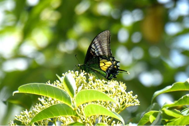 野生动植物22.png 野生动植物22.png
