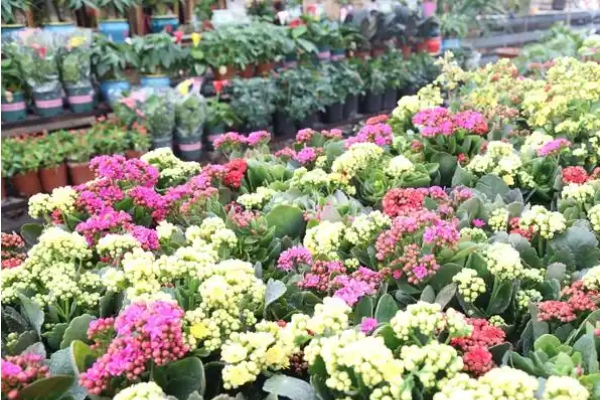 北京:新春花卉消费市场.png 北京:新春花卉消费市场.png