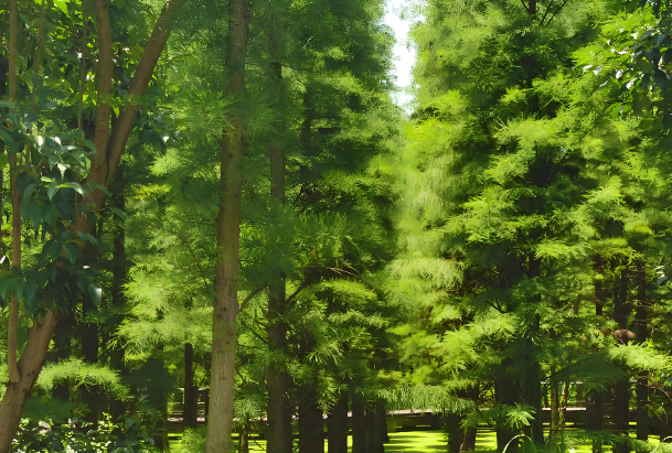 水松.png 水松.png