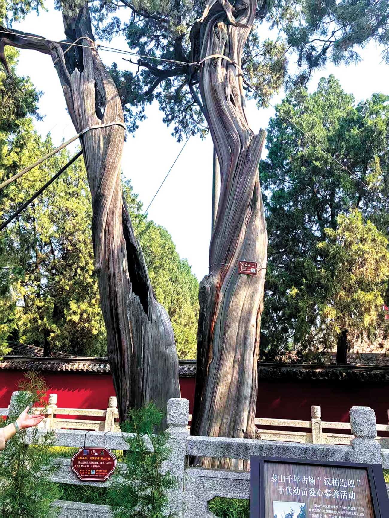 汉柏连理2.jpg 汉柏连理2.jpg