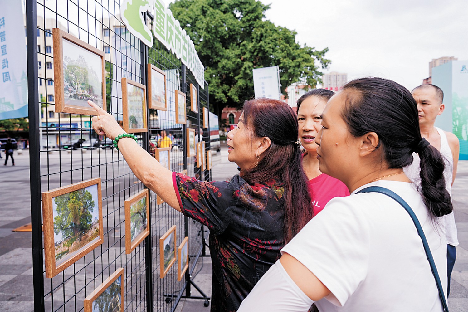 市民观看古树摄影展 重庆市.jpg 市民观看古树摄影展 重庆市.jpg