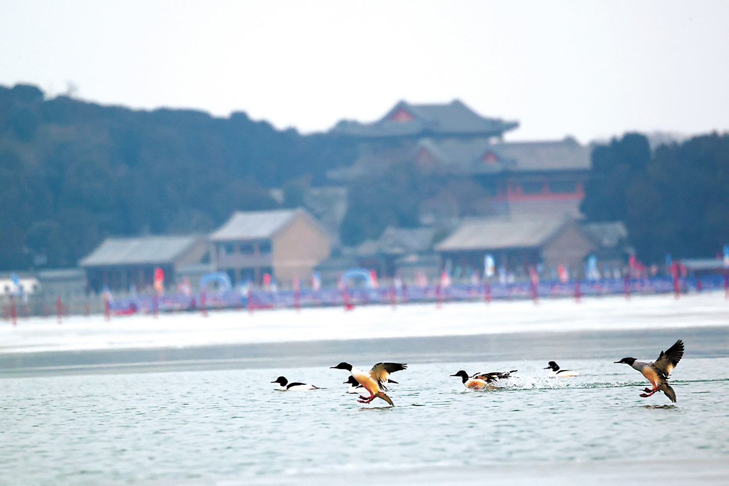 隆冬时节,.jpg 隆冬时节,.jpg