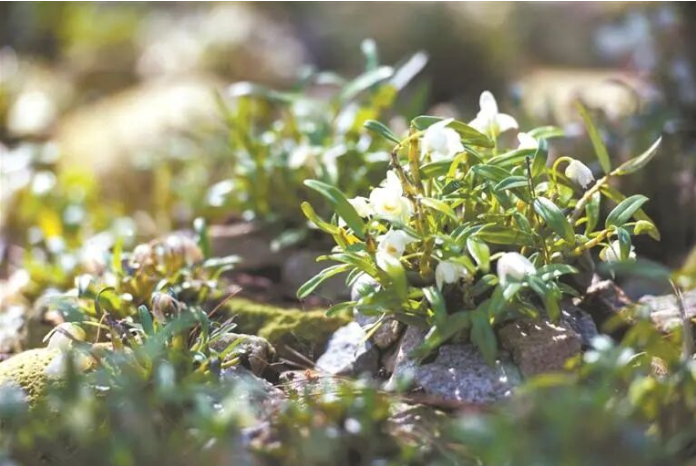霍山石斛 马.png 霍山石斛 马.png