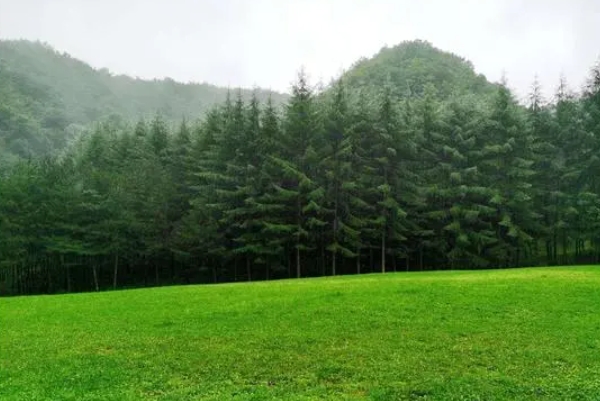 林+草7.png 林+草7.png