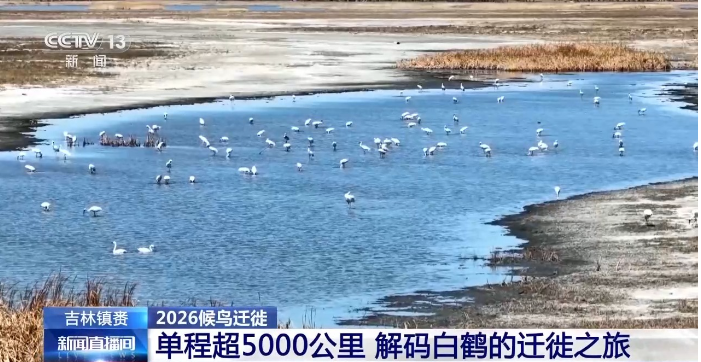 这是一段单程长达5000多公里的迁徙之旅，在飞.png