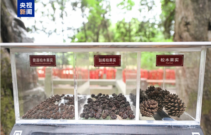 专家介绍,为实现剑阁柏的长效.png 专家介绍,为实现剑阁柏的长效.png