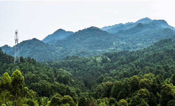 永川区三教镇张家湾林场,隐藏着我国现存面积最大的楠木.png 永川区三教镇张家湾林场,隐藏着我国现存面积最大的楠木.png