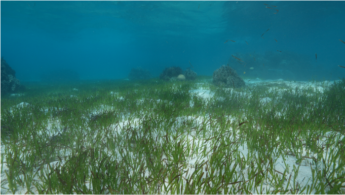黄岩岛潟湖茂盛的海草床。(受访单位供图).png 黄岩岛潟湖茂盛的海草床。(受访单位供图).png