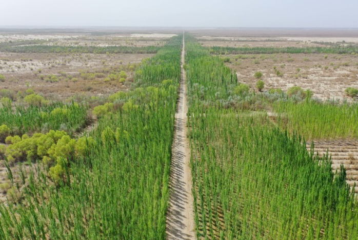 这是新疆喀什地区麦盖提县防风固沙生态林(.png 这是新疆喀什地区麦盖提县防风固沙生态林(.png