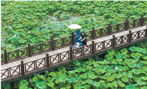 江苏省苏州市相城区荷塘月色湿地公园，.png
