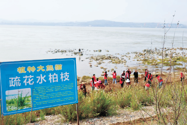 2025年,三峡植物园人工繁育的疏.png 2025年,三峡植物园人工繁育的疏.png